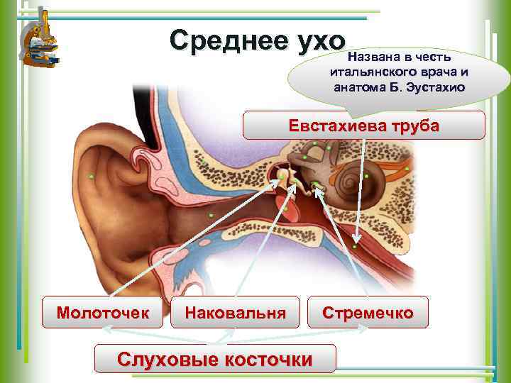 Среднее ухо Названа в честь итальянского врача и анатома Б. Эустахио Евстахиева труба Молоточек