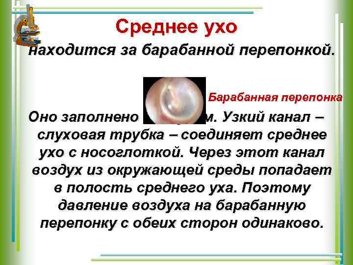Среднее ухо находится за барабанной перепонкой. Барабанная перепонка Оно заполнено воздухом. Узкий канал слуховая