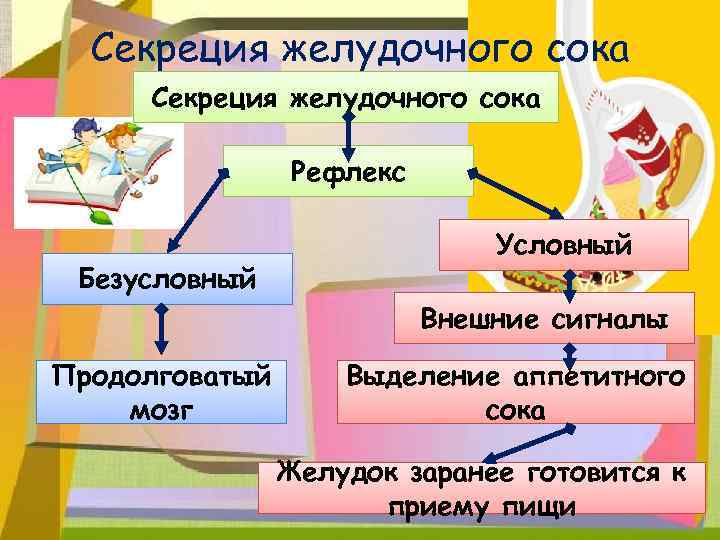 Секреция желудочного сока Рефлекс Безусловный Условный Внешние сигналы Продолговатый мозг Выделение аппетитного сока Желудок