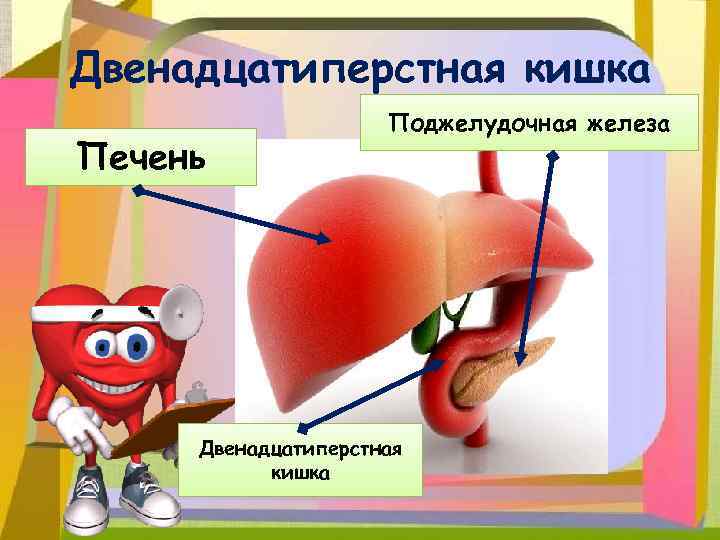 Двенадцатиперстная кишка Печень Поджелудочная железа Двенадцатиперстная кишка 