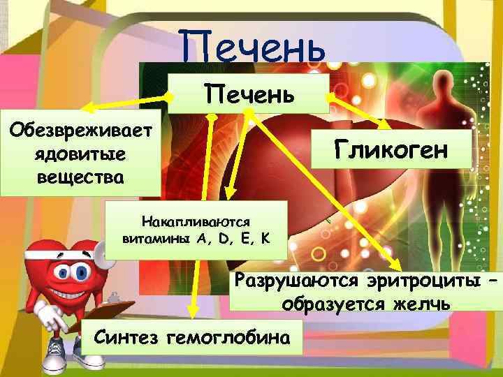 Печень Обезвреживает ядовитые вещества Гликоген Накапливаются витамины A, D, E, K Разрушаются эритроциты –