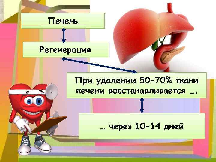 Печень Регенерация При удалении 50 -70% ткани печени восстанавливается …. … через 10 -14