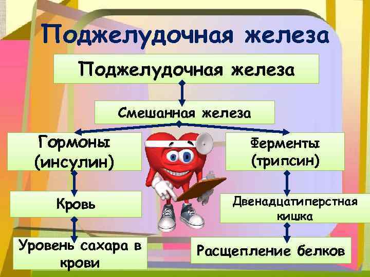 Поджелудочная железа Смешанная железа Гормоны (инсулин) Кровь Уровень сахара в крови Ферменты (трипсин) Двенадцатиперстная