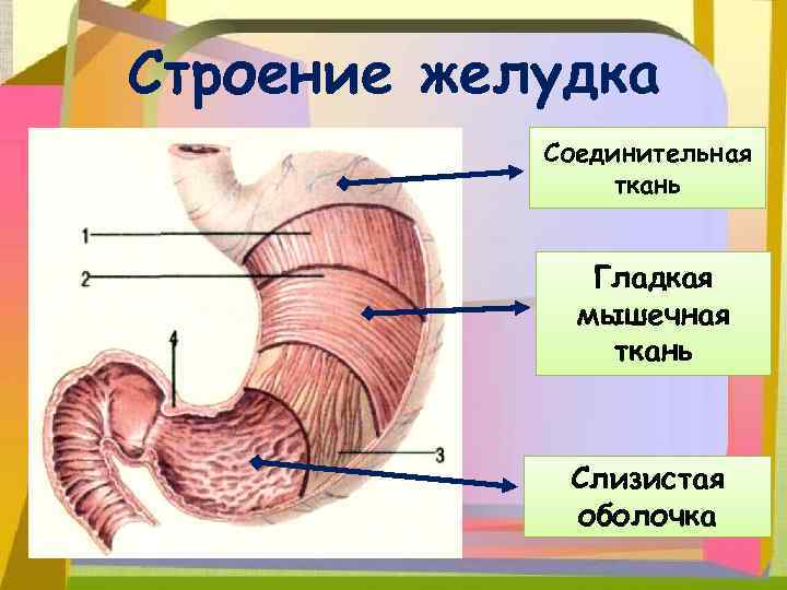 Строение желудка Соединительная ткань Гладкая мышечная ткань Слизистая оболочка 