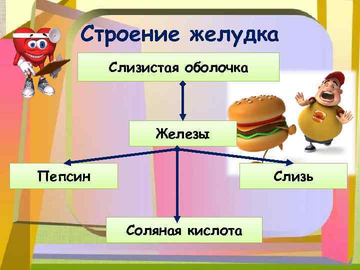 Строение желудка Слизистая оболочка Железы Пепсин Слизь Соляная кислота 