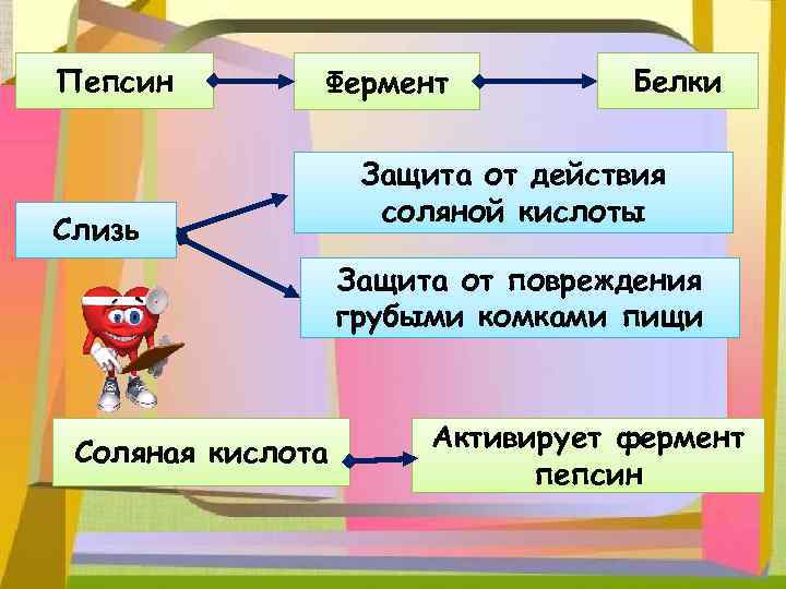 Пепсин Фермент Слизь Белки Защита от действия соляной кислоты Защита от повреждения грубыми комками