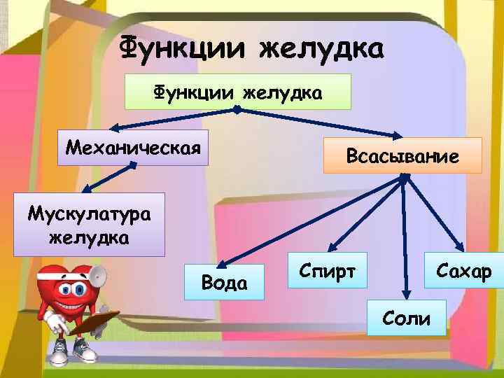Функции желудка Механическая Всасывание Мускулатура желудка Вода Спирт Сахар Соли 