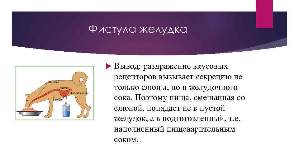 Фистула желудка Вывод: раздражение вкусовых рецепторов вызывает секрецию не только слюны, но и желудочного