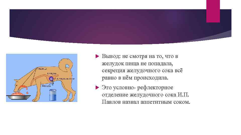  Вывод: не смотря на то, что в желудок пища не попадала, секреция желудочного