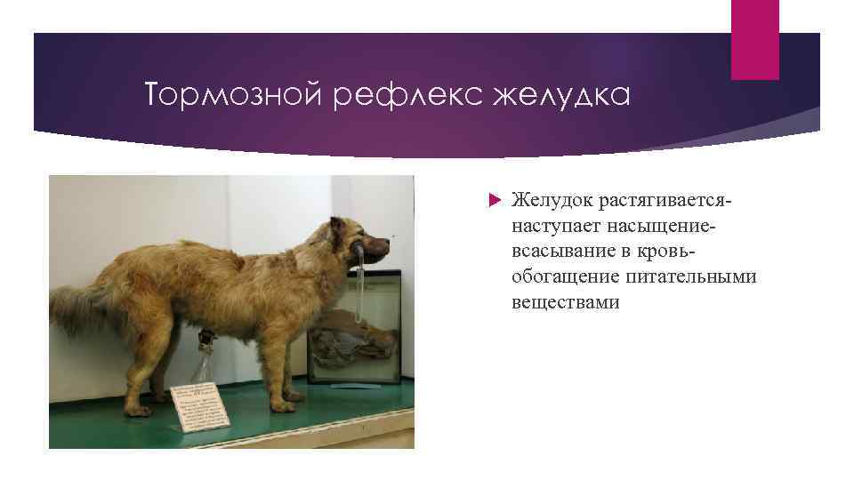 Тормозной рефлекс желудка Желудок растягиваетсянаступает насыщениевсасывание в кровьобогащение питательными веществами 