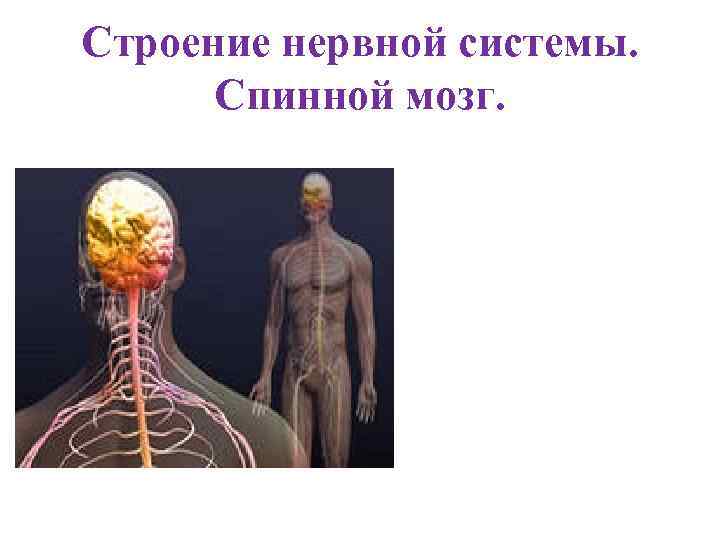 Строение нервной системы. Спинной мозг. 