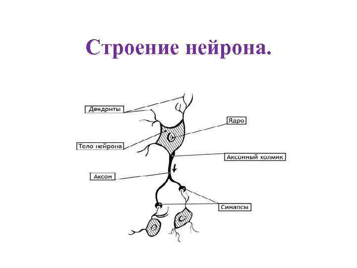 Строение нейрона. 