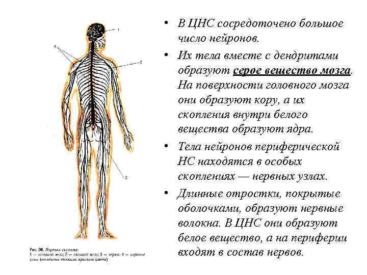  • В ЦНС сосредоточено большое число нейронов. • Их тела вместе с дендритами