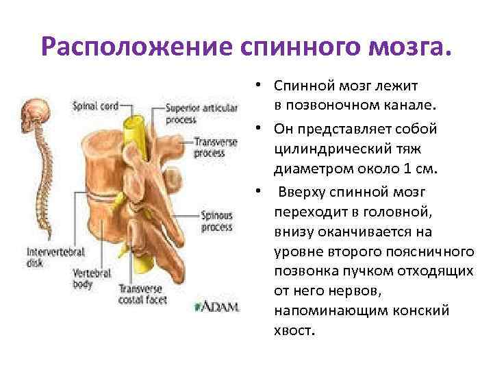 Расположение спинного мозга. • Спинной мозг лежит в позвоночном канале. • Он представляет собой