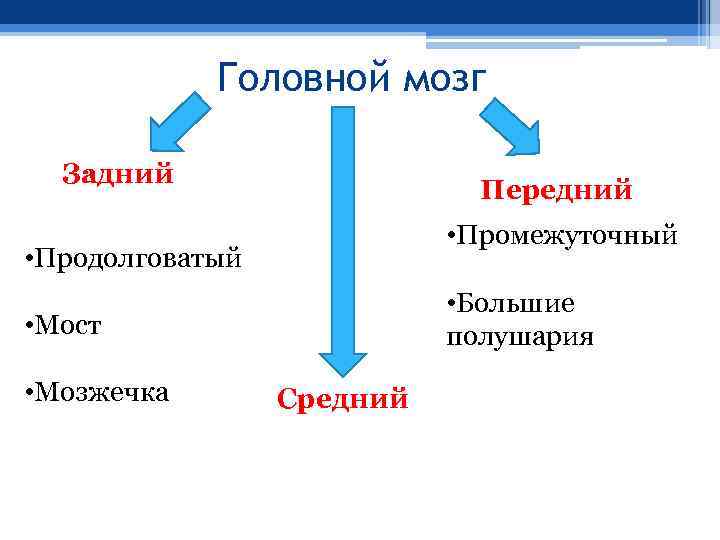 Головной мозг Задний Передний • Промежуточный • Продолговатый • Большие полушария • Мост •
