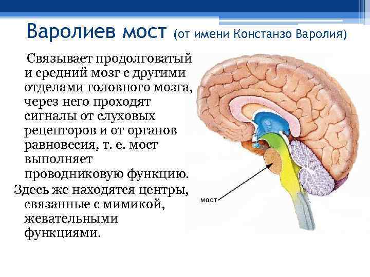 Варолиев мост (от имени Констанзо Варолия) Связывает продолговатый и средний мозг с другими отделами