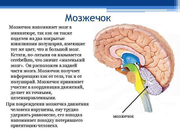 Мозжечок напоминает мозг в миниатюре, так как он также поделен на два покрытые извилинами