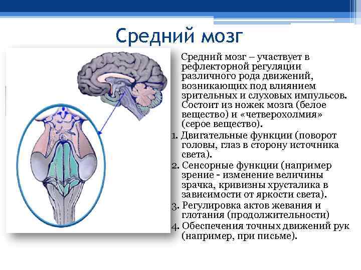 Средний мозг – участвует в рефлекторной регуляции различного рода движений, возникающих под влиянием зрительных
