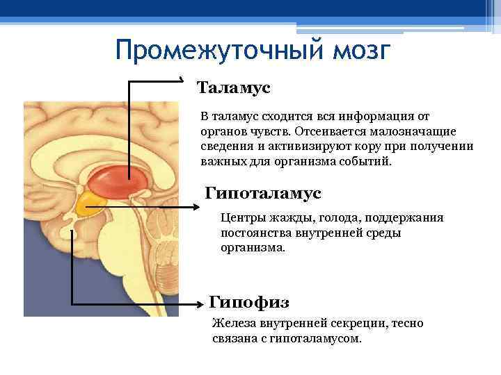 Промежуточный мозг Таламус В таламус сходится вся информация от органов чувств. Отсеивается малозначащие сведения