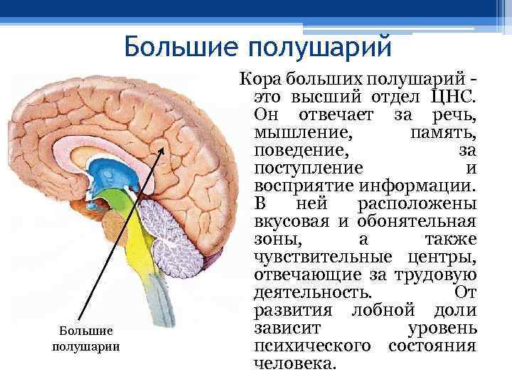 Большие полушарий Большие полушарии Кора больших полушарий это высший отдел ЦНС. Он отвечает за