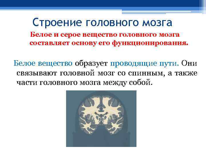 Строение головного мозга Белое и серое вещество головного мозга составляет основу его функционирования. Белое