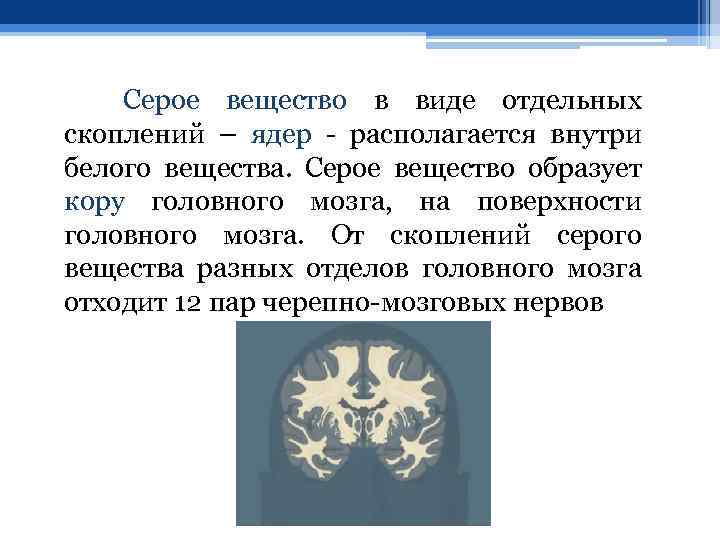 Серое вещество в виде отдельных скоплений – ядер - располагается внутри белого вещества. Серое