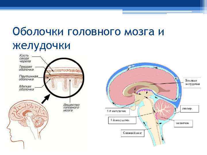 Оболочки головного мозга и желудочки 