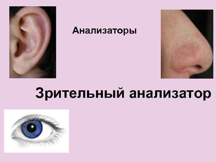 Анализаторы Зрительный анализатор 