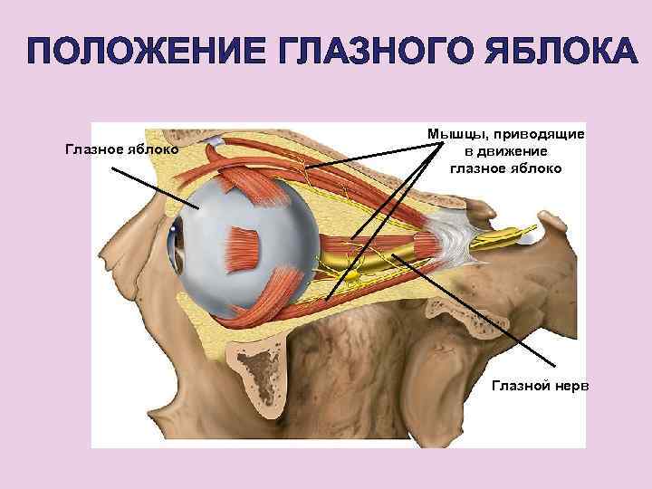 ПОЛОЖЕНИЕ ГЛАЗНОГО ЯБЛОКА Глазное яблоко Мышцы, приводящие в движение глазное яблоко Глазной нерв 