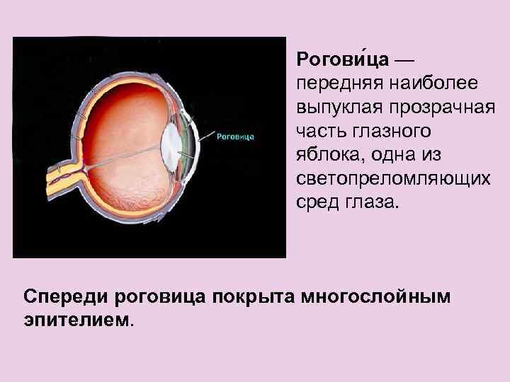 Рогови ца — передняя наиболее выпуклая прозрачная часть глазного яблока, одна из светопреломляющих сред