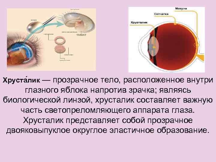 Хруста лик — прозрачное тело, расположенное внутри глазного яблока напротив зрачка; являясь биологической линзой,