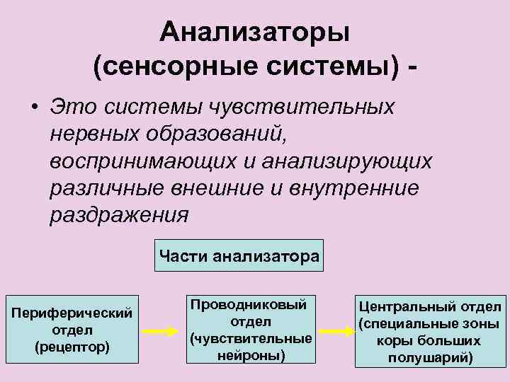 Анализаторы (сенсорные системы) • Это системы чувствительных нервных образований, воспринимающих и анализирующих различные внешние