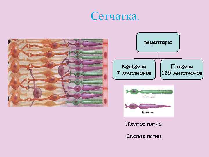 Сетчатка. рецепторы Колбочки 7 миллионов Палочки 125 миллионов Желтое пятно Слепое пятно 