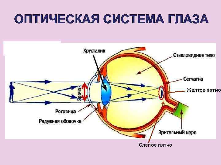 ОПТИЧЕСКАЯ СИСТЕМА ГЛАЗА Желтое пятно Слепое пятно 