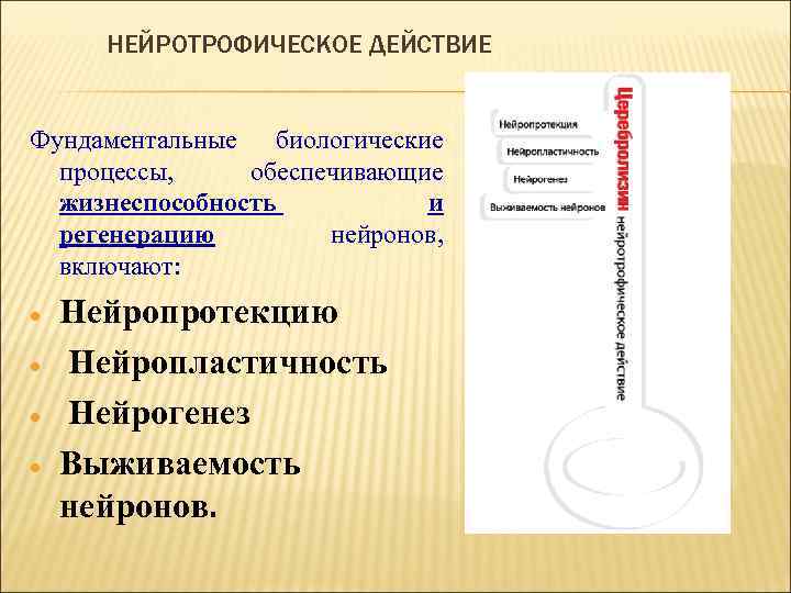 НЕЙРОТРОФИЧЕСКОЕ ДЕЙСТВИЕ Фундаментальные биологические процессы, обеспечивающие жизнеспособность и регенерацию нейронов, включают: Нейропротекцию Нейропластичность Нейрогенез