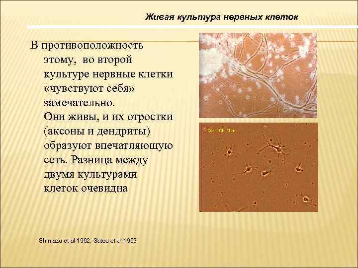 Живая культура нервных клеток В противоположность этому, во второй культуре нервные клетки «чувствуют себя»