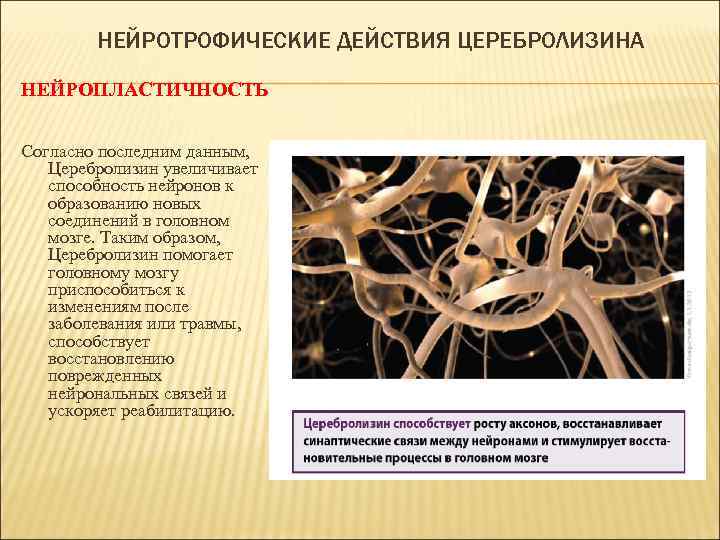НЕЙРОТРОФИЧЕСКИЕ ДЕЙСТВИЯ ЦЕРЕБРОЛИЗИНА НЕЙРОПЛАСТИЧНОСТЬ Согласно последним данным, Церебролизин увеличивает способность нейронов к образованию новых