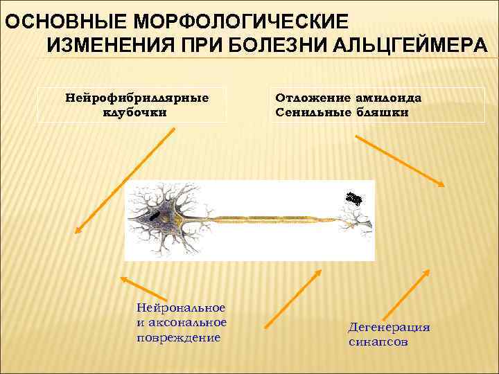 ОСНОВНЫЕ МОРФОЛОГИЧЕСКИЕ ИЗМЕНЕНИЯ ПРИ БОЛЕЗНИ АЛЬЦГЕЙМЕРА Нейрофибриллярные клубочки Нейрональное и аксональное повреждение Отложение амилоида
