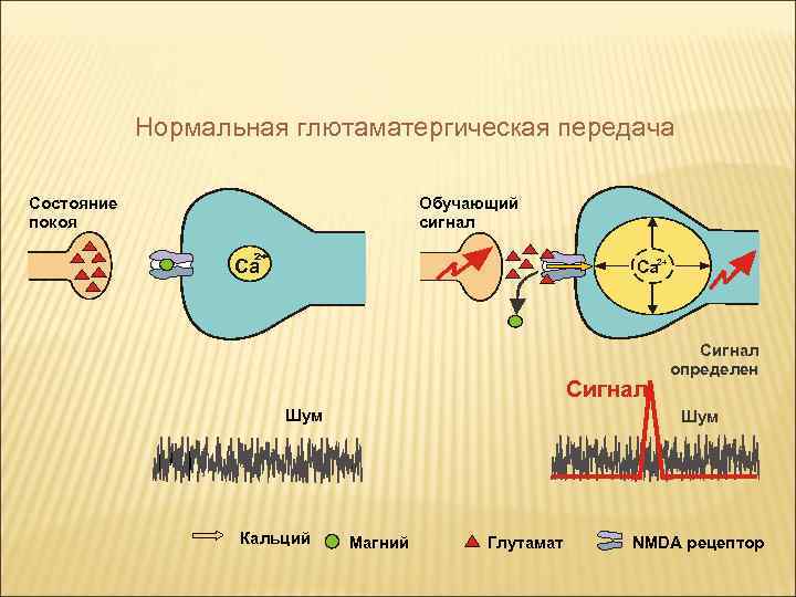 Нормальная глютаматергическая передача Состояние покоя Обучающий сигнал Ca Ca 2+ Сигнал Шум Кальций Сигнал