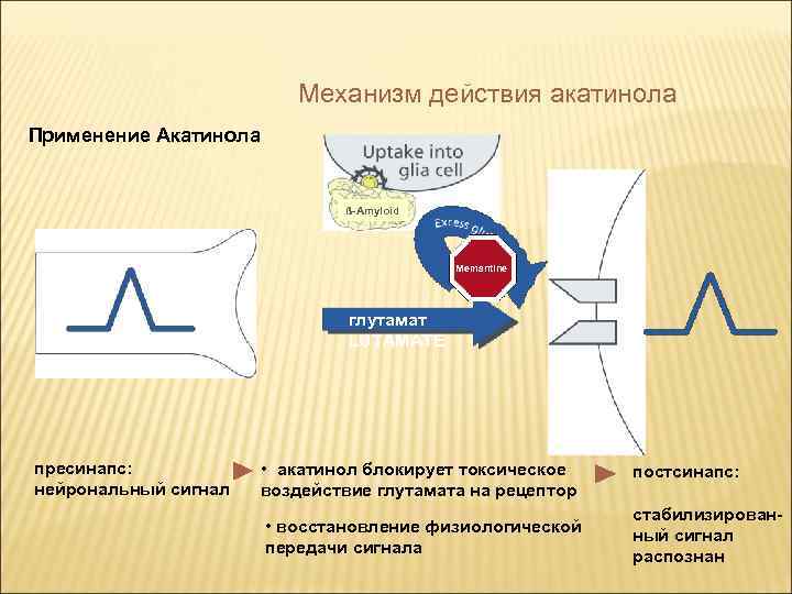 Механизм действия акатинола Применение Акатинола ß-Amyloid Memantine глутамат LUTAMATE пресинапс: нейрональный сигнал • акатинол