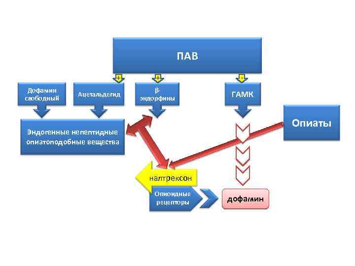 ПАВ + Дофамин свободный Ацетальдегид + - βэндорфины ГАМК Опиаты Эндогенные непептидные опиатоподобные вещества