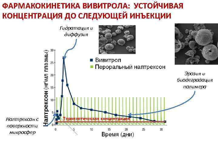 ФАРМАКОКИНЕТИКА ВИВИТРОЛА: УСТОЙЧИВАЯ КОНЦЕНТРАЦИЯ ДО СЛЕДУЮЩЕЙ ИНЪЕКЦИИ Гидратация и диффузия Эрозия и биодеградация полимера