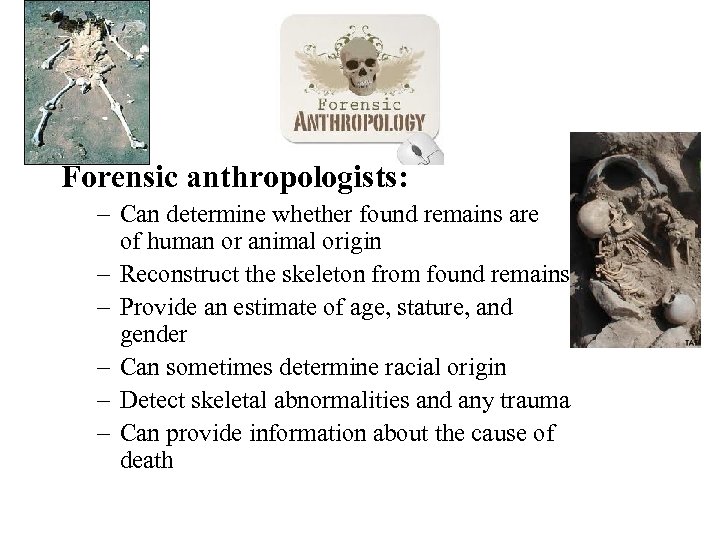  Forensic anthropologists: – Can determine whether found remains are of human or animal