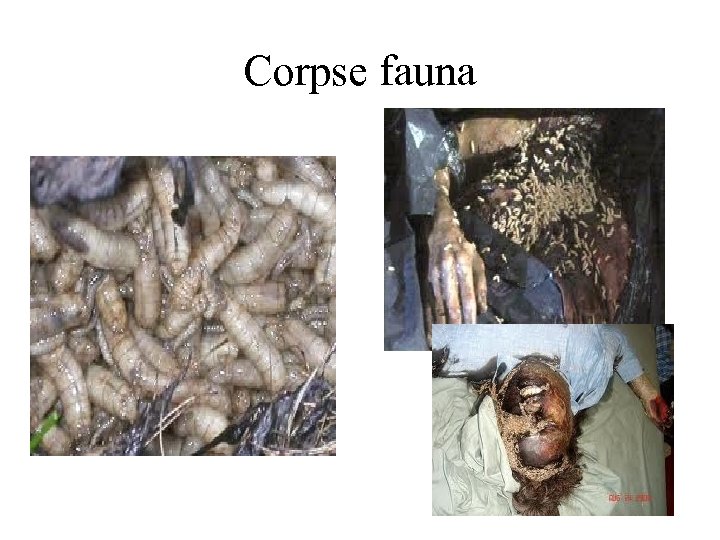 Corpse fauna 