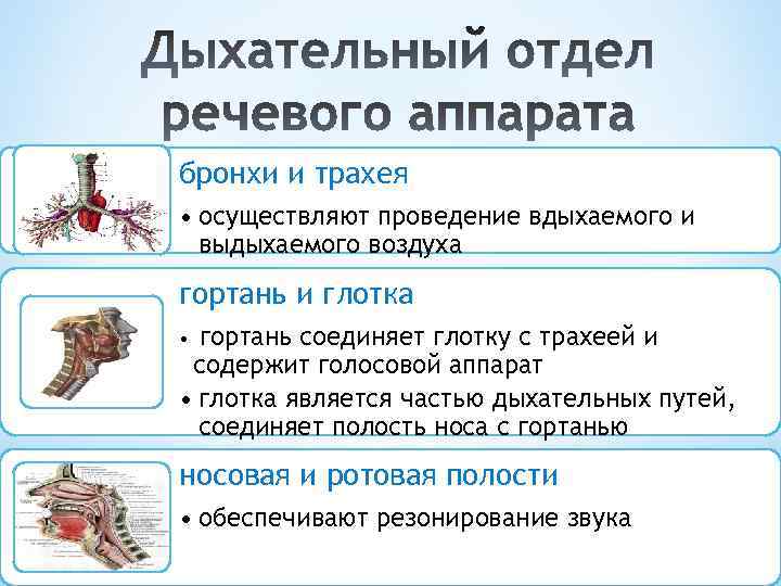 бронхи и трахея • осуществляют проведение вдыхаемого и выдыхаемого воздуха гортань и глотка гортань