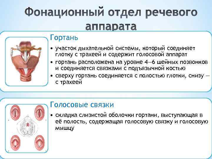 Гортань • участок дыхательной системы, который соединяет глотку с трахеей и содержит голосовой аппарат