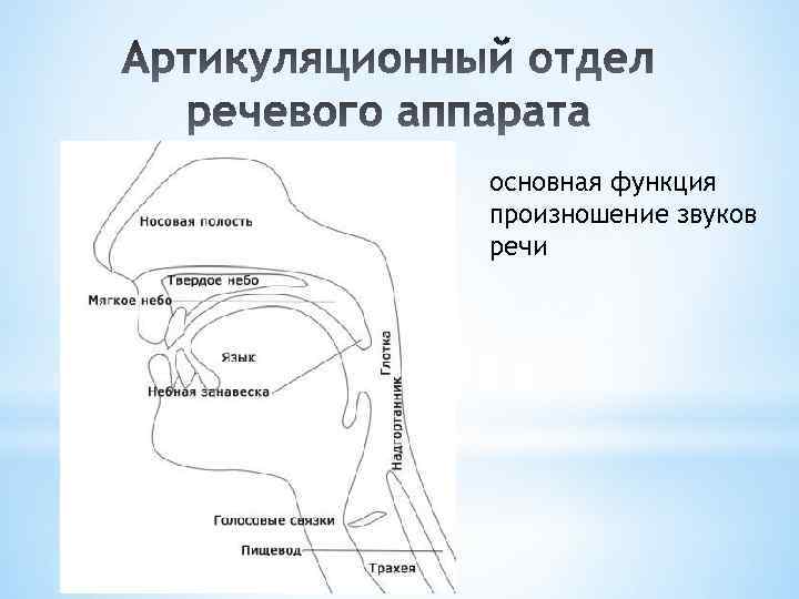 основная функция произношение звуков речи 