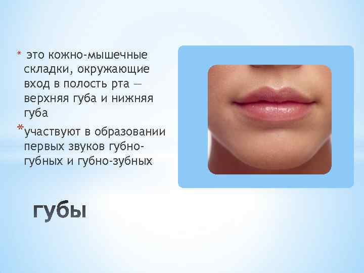* это кожно-мышечные складки, окружающие вход в полость рта — верхняя губа и нижняя