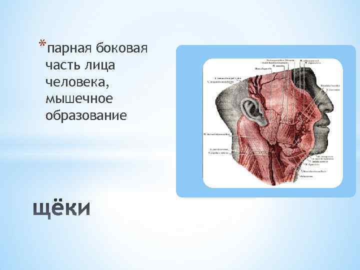 *парная боковая часть лица человека, мышечное образование 