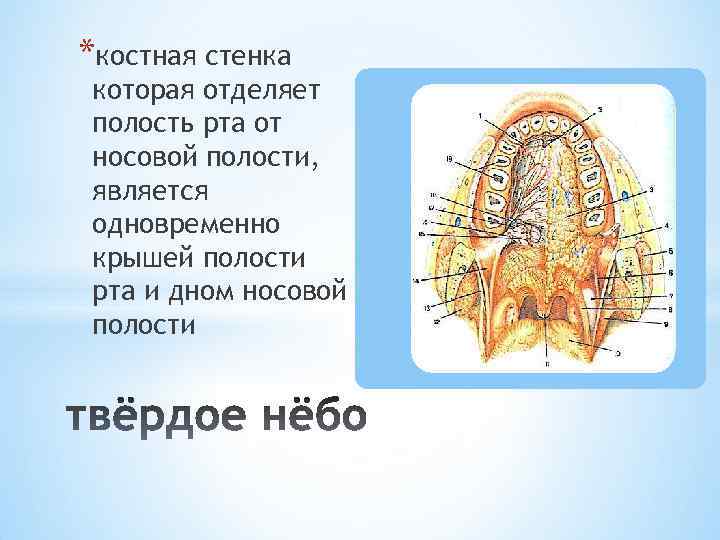 *костная стенка которая отделяет полость рта от носовой полости, является одновременно крышей полости рта